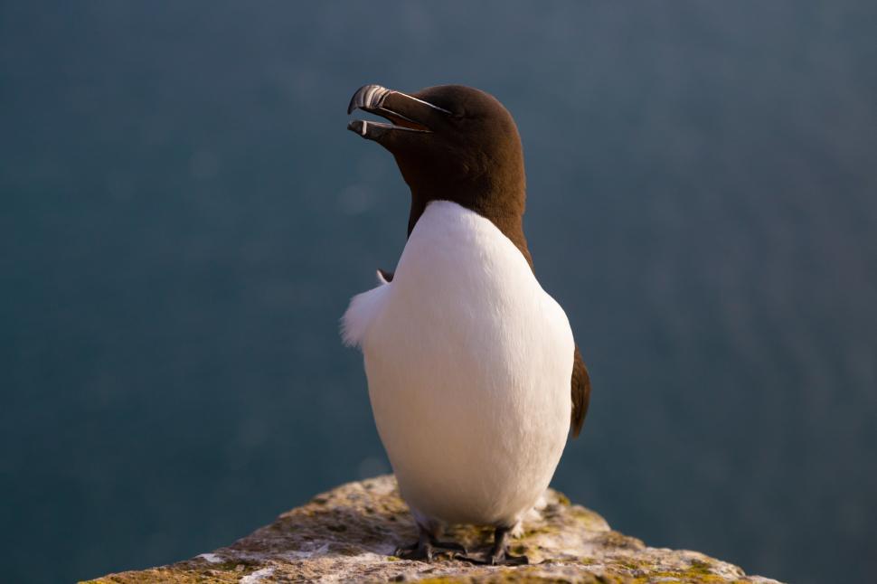 Free Image of A bird standing on a rock 
