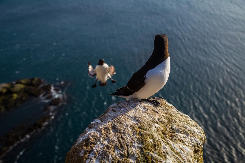 Free Image of A bird standing on a rock 