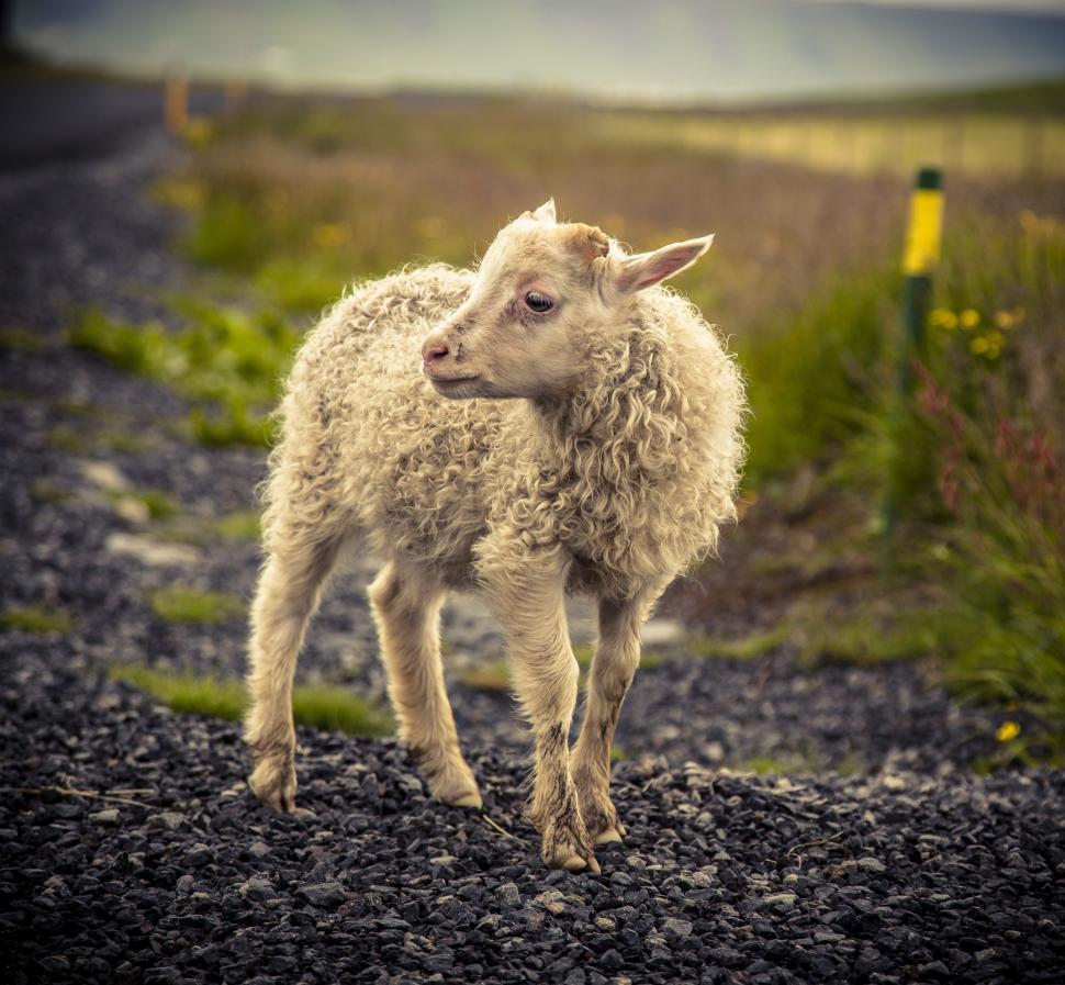 Free Image of A small white animal standing on gravel 