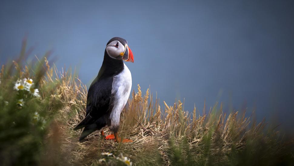 Free Image of A bird standing on grass 