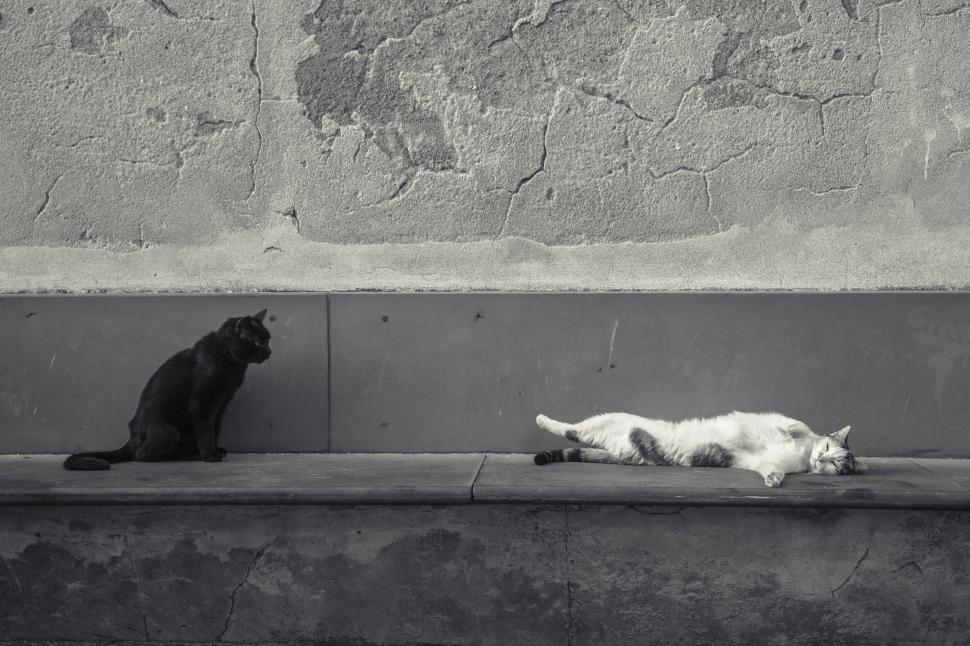 Free Image of Two cats sitting on a bench 