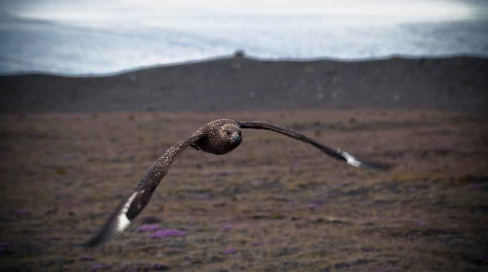 Free Image of A bird flying in the air 