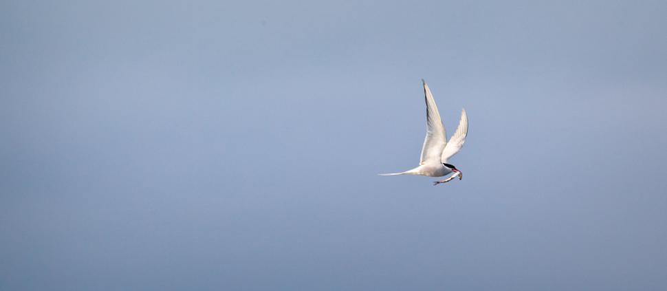 Free Image of A bird flying with a fish in its beak 