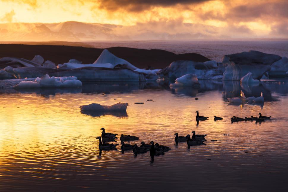 Free Image of A group of ducks swimming in a lake 