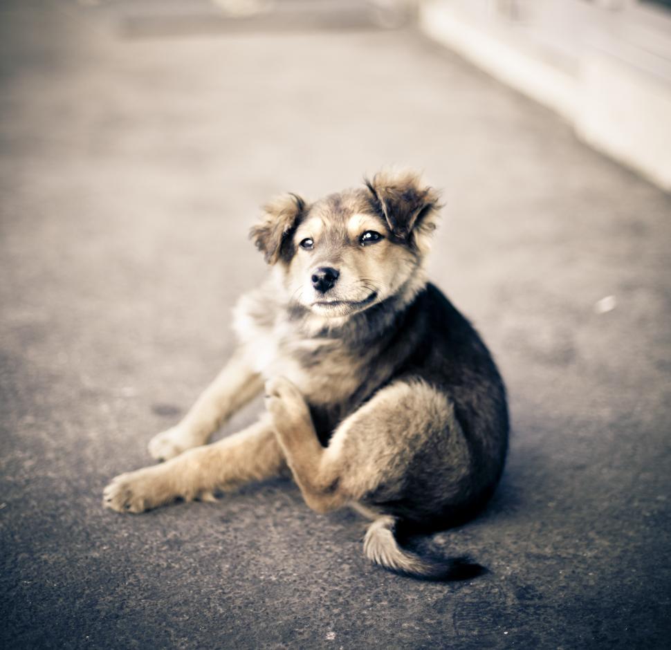 Free Image of A dog sitting on the ground 