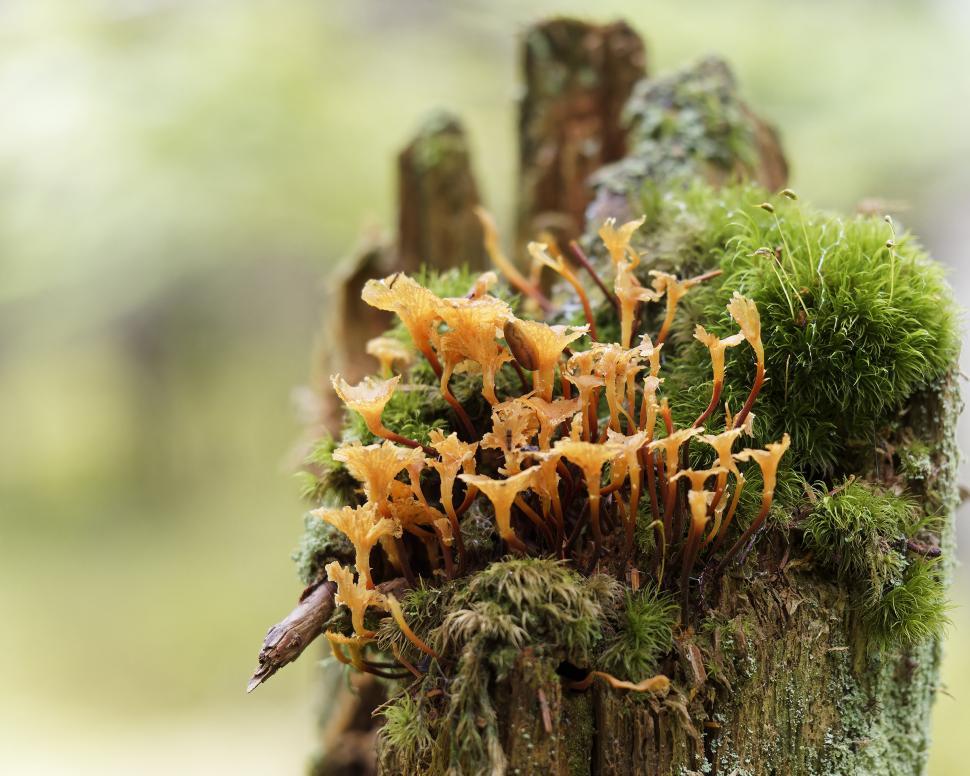 Free Image of Mushrooms 