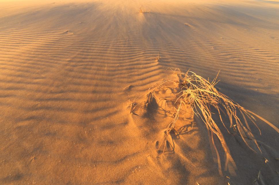 Free Image of A close up of a desert 
