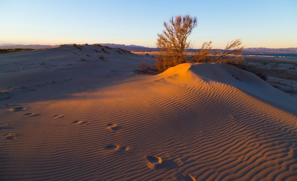 Free Image of A sand dune with a tree and a bush 