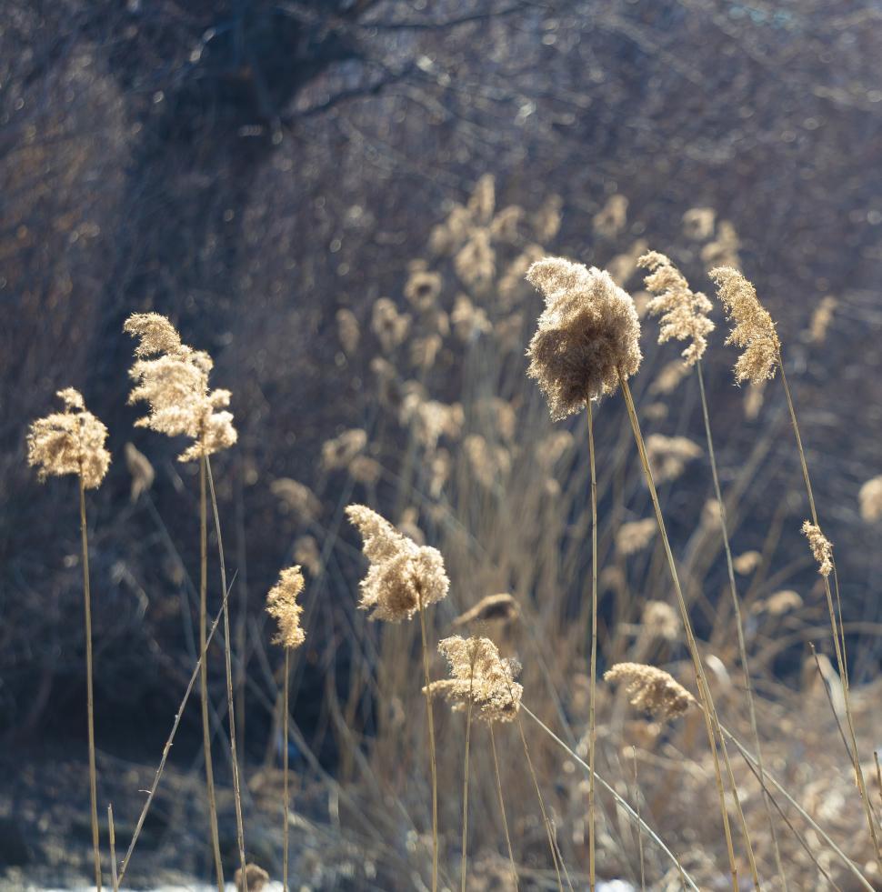 Free Image of A close up of some plants 