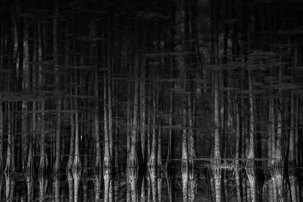 Free Image of A reflection of trees in water 