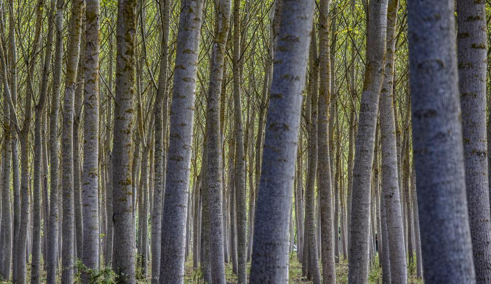 Free Image of A group of trees in a forest 