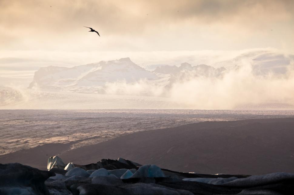 Free Image of A bird flying over a snowy landscape 