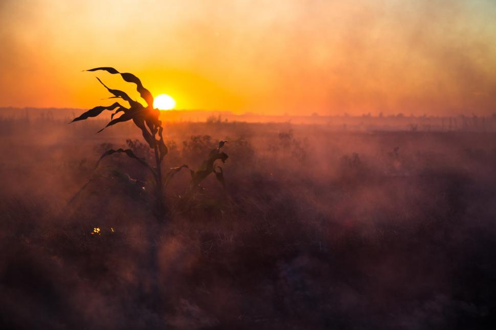 Free Image of A corn plant in a field with the sun setting behind it 