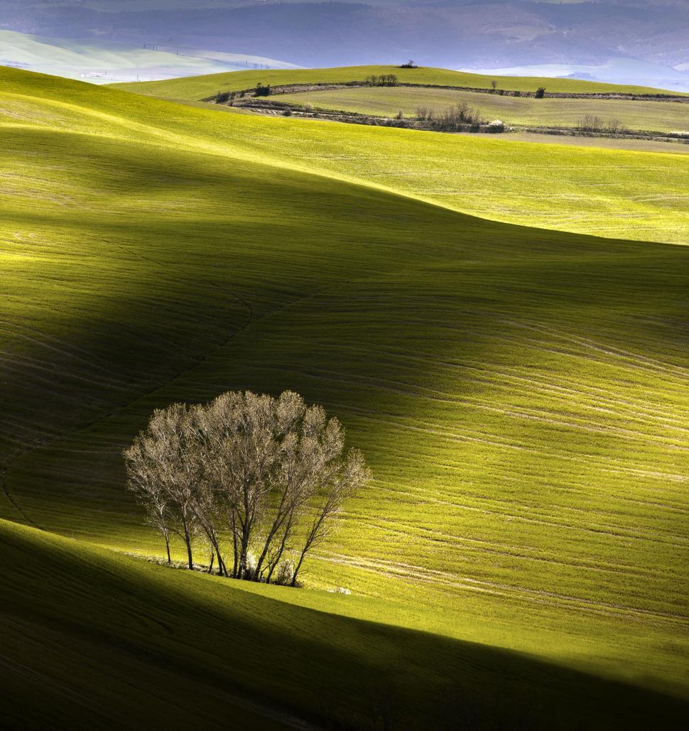 Free Image of A tree in a field 