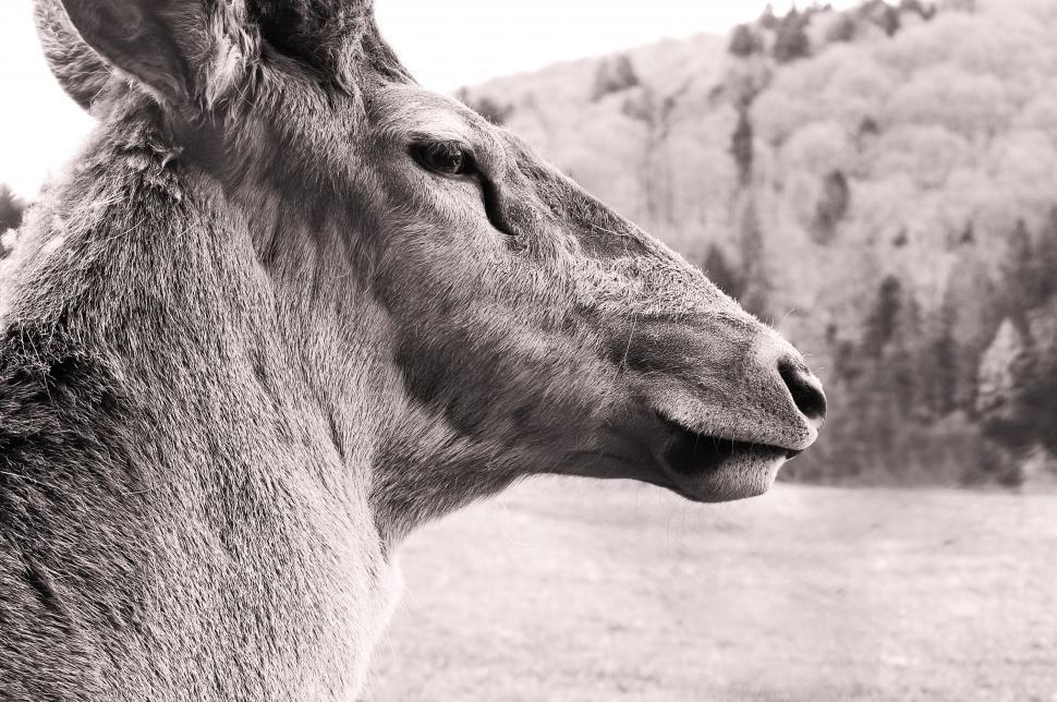 Free Image of A close up of a deer 
