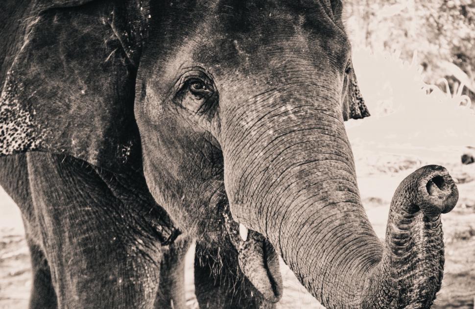 Free Image of An elephant with its trunk up 
