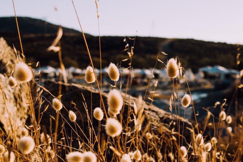 Free Image of A close up of a plant 