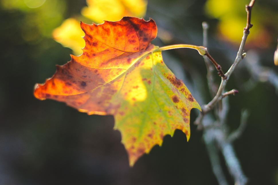 Free Image of A close up of a leaf 