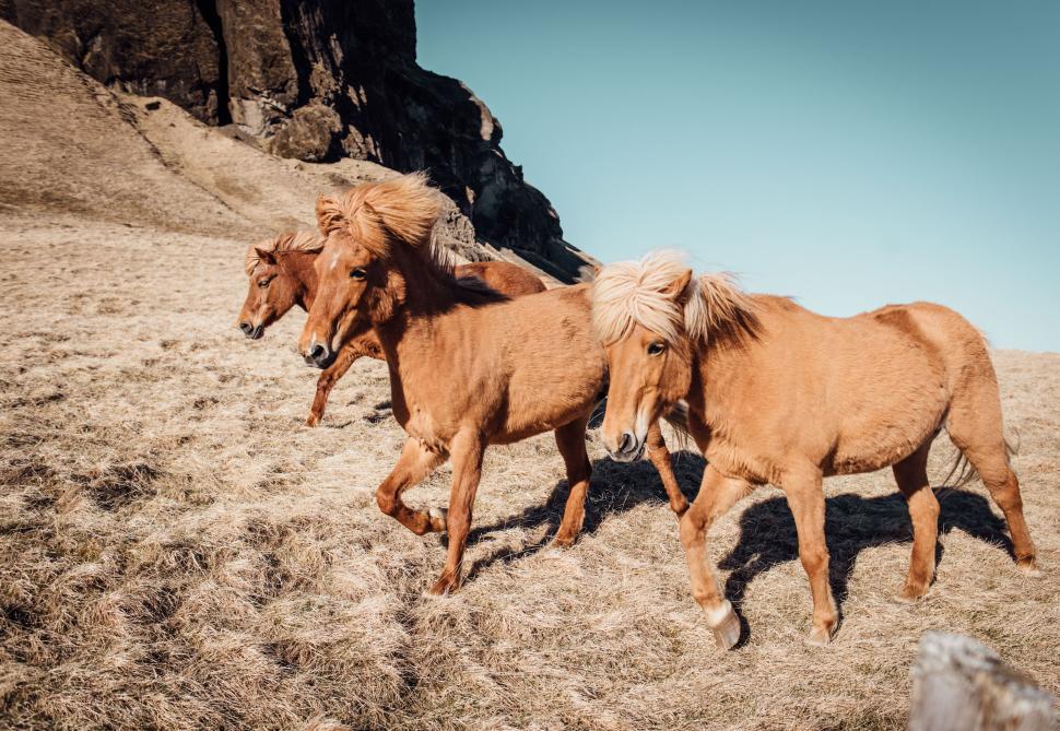 Free Image of A group of horses running on a hill 