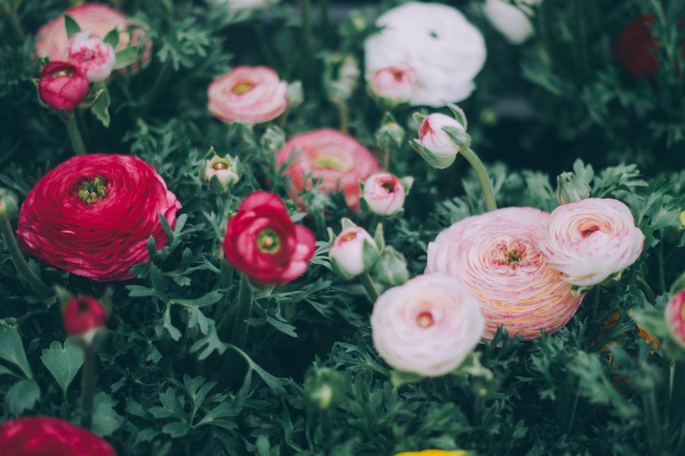 Free Image of A group of flowers in a garden 