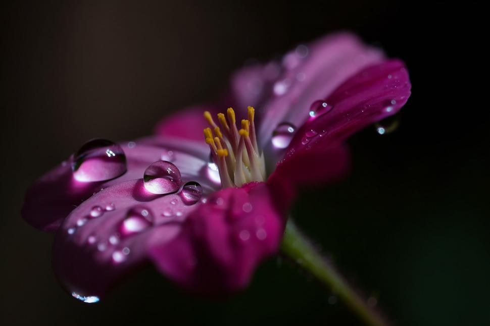 Free Image of A close up of a flower 