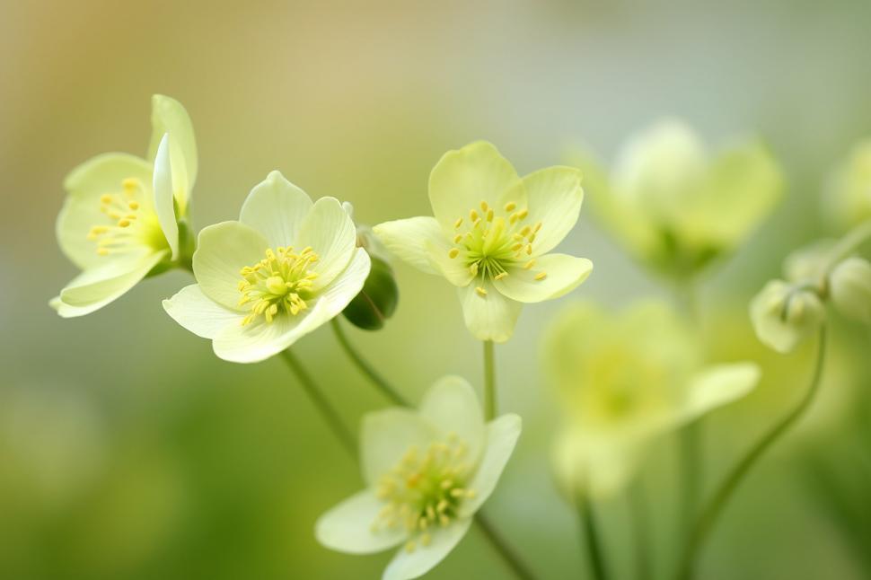 Free Image of A group of white flowers 