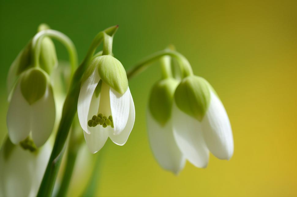 Free Image of A close up of a flower 