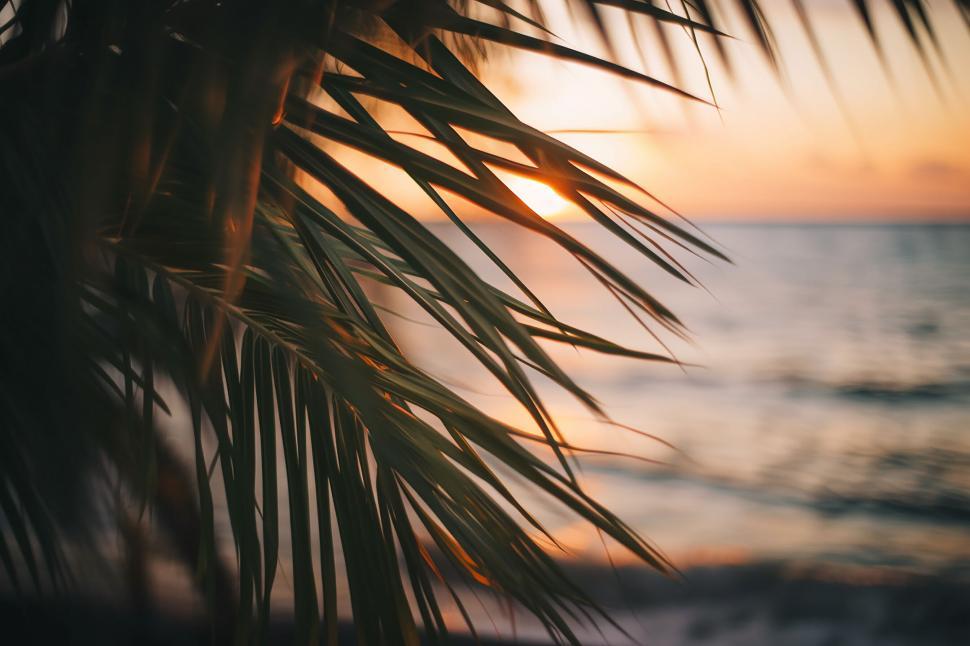 Free Image of A close up of a palm tree 