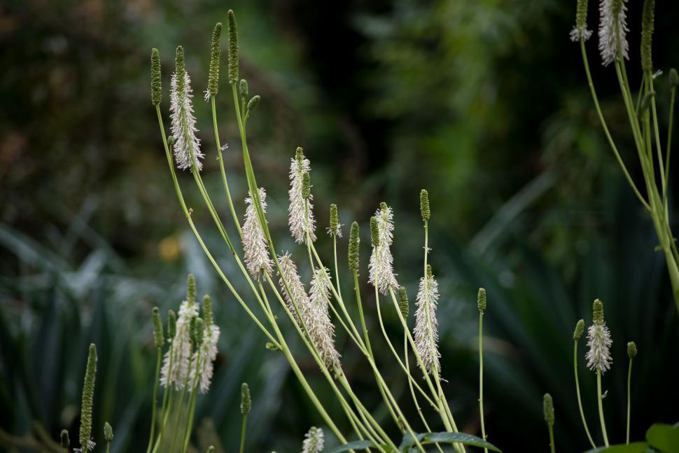 Free Image of A close up of a plant 