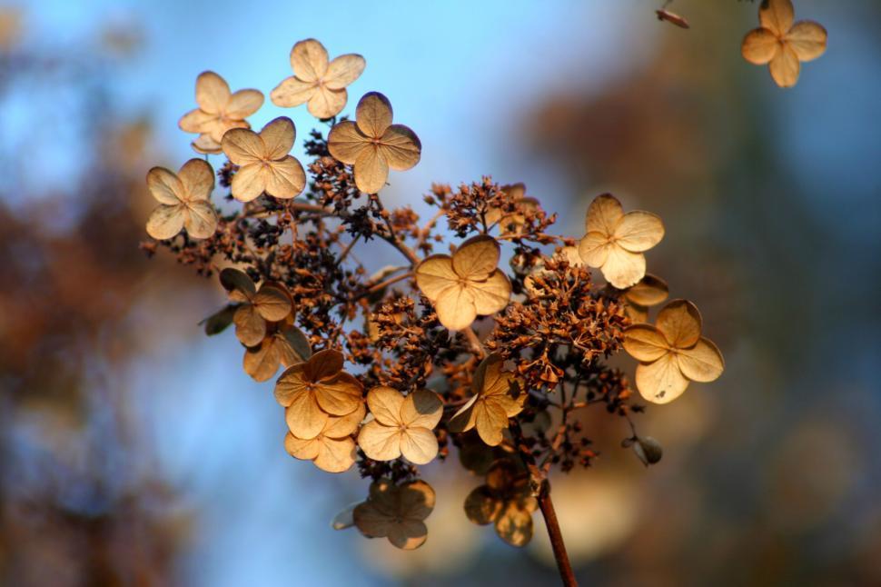 Free Image of A close up of a flower 