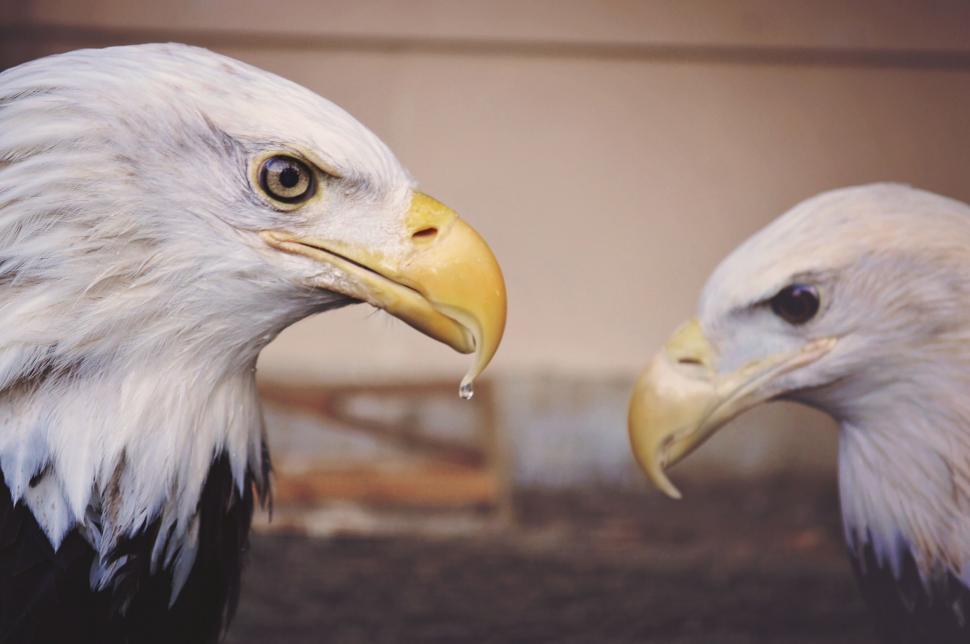Free Image of Two birds with a drop of water 