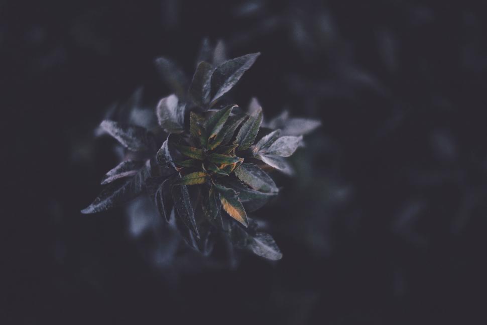 Free Image of A plant with green leaves 