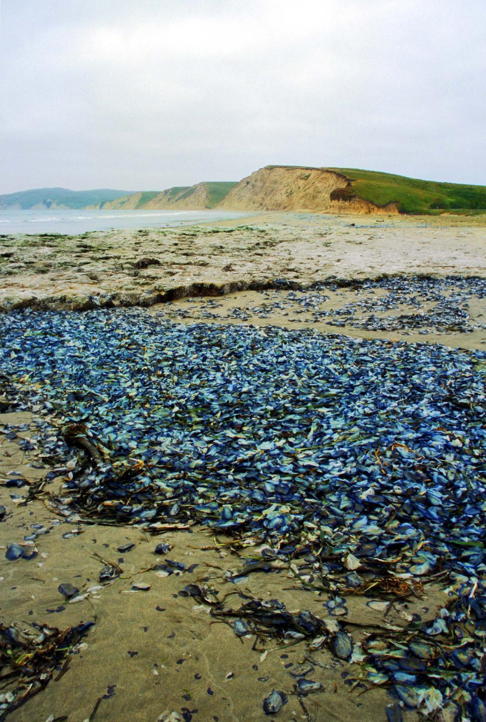 Free Image of Washed up jellyfish 