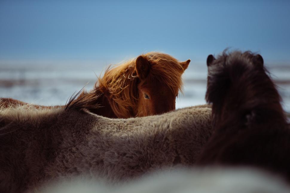 Free Image of A horse standing around another horse 