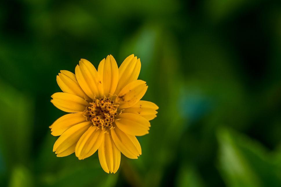 Free Image of A yellow flower with green background 