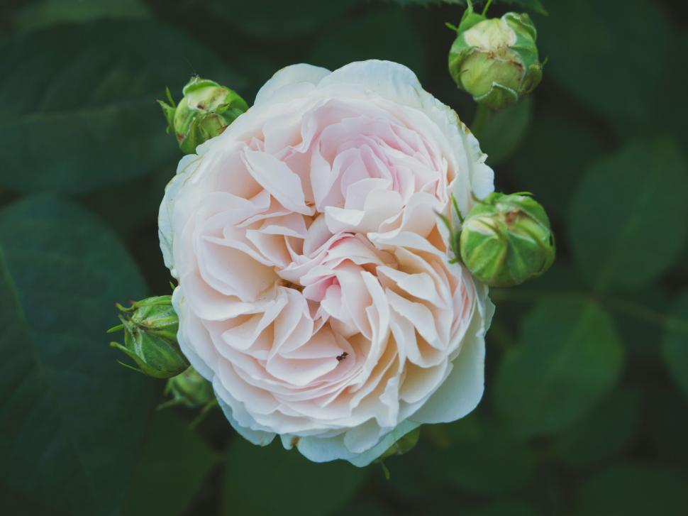 Free Image of A close up of a flower 