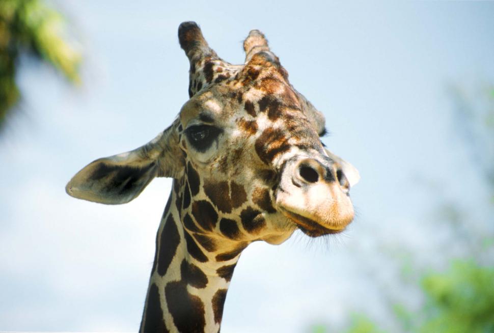 Free Image of Head of the Giraffe 