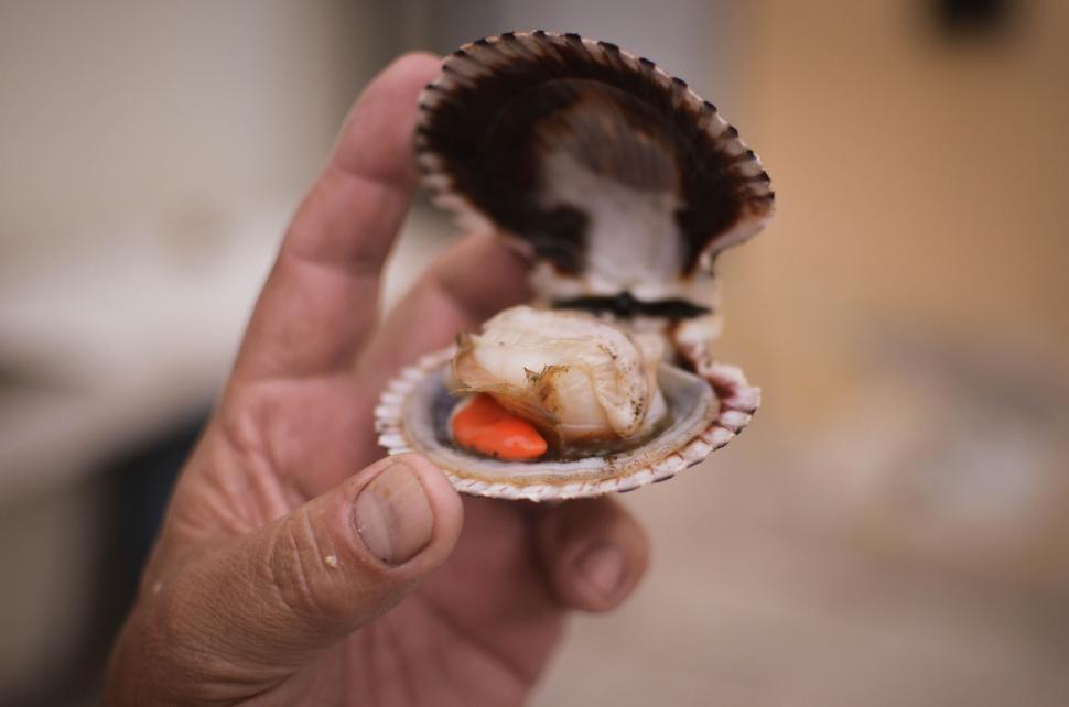Free Image of A hand holding a shell with a shell inside 