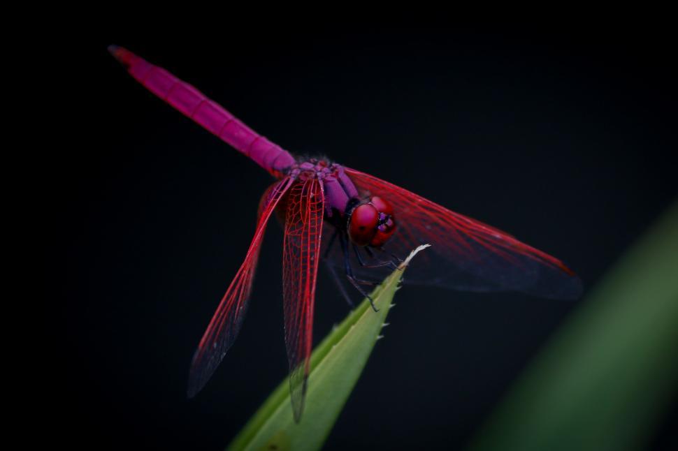 Free Image of A close up of a dragonfly 