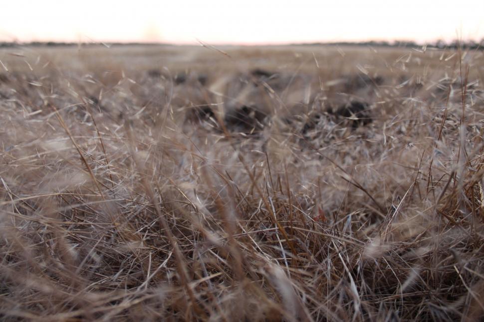 Free Image of A field of dry grass 