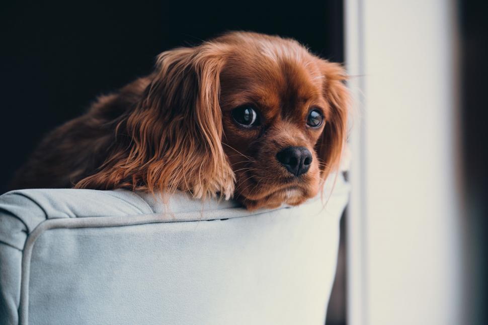 Free Image of A dog lying on a chair 