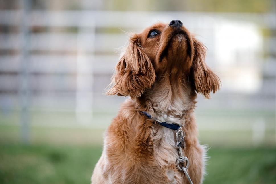 Free Image of A dog looking up to the sky 