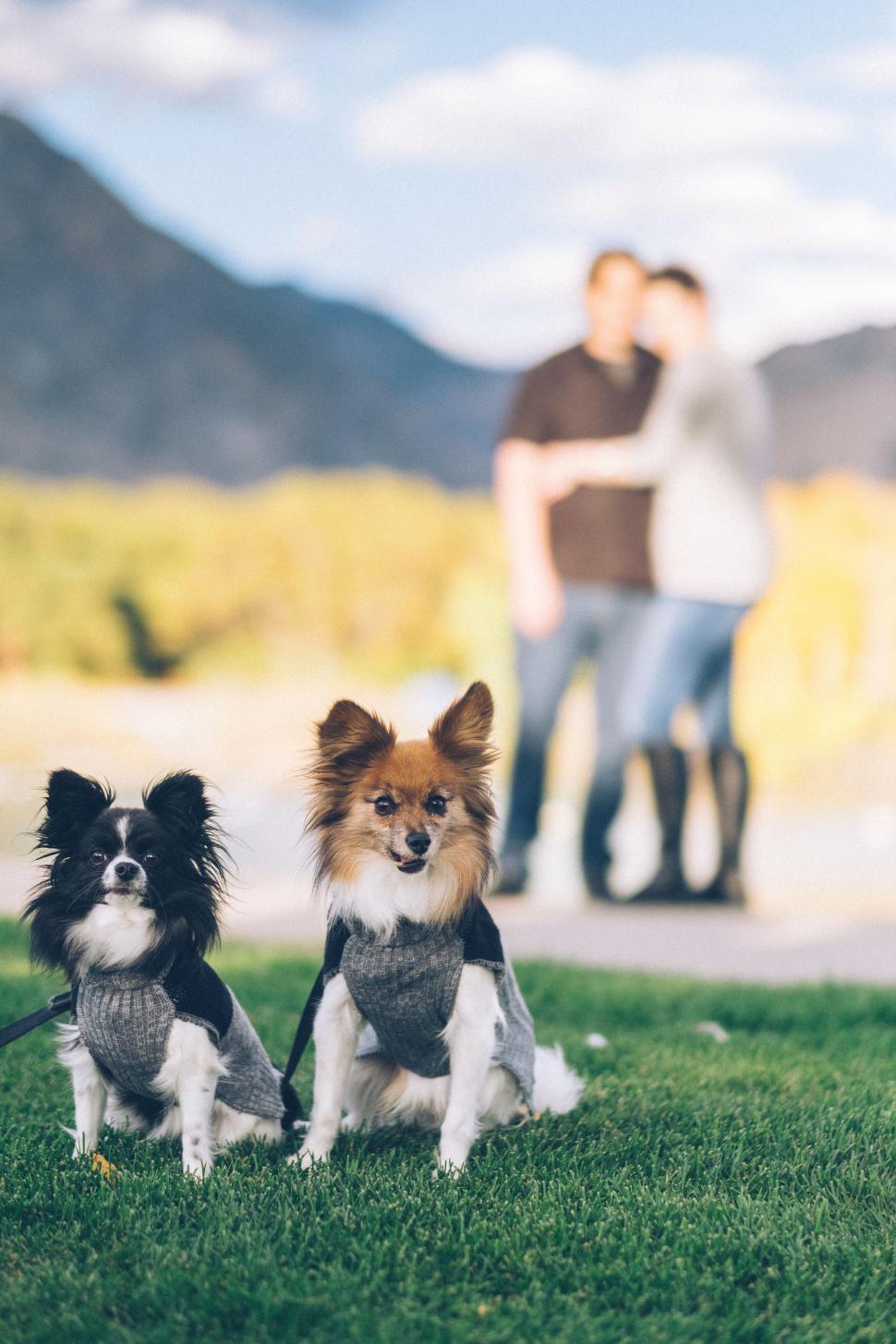 Free Image of Two dogs in sweaters on grass 