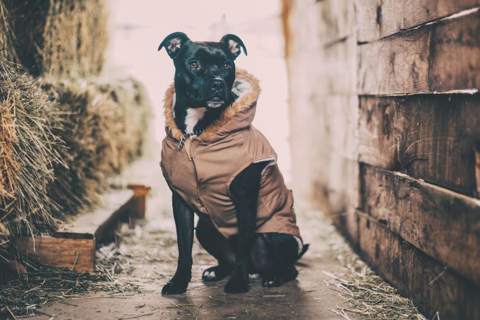 Free Image of A dog wearing a coat 