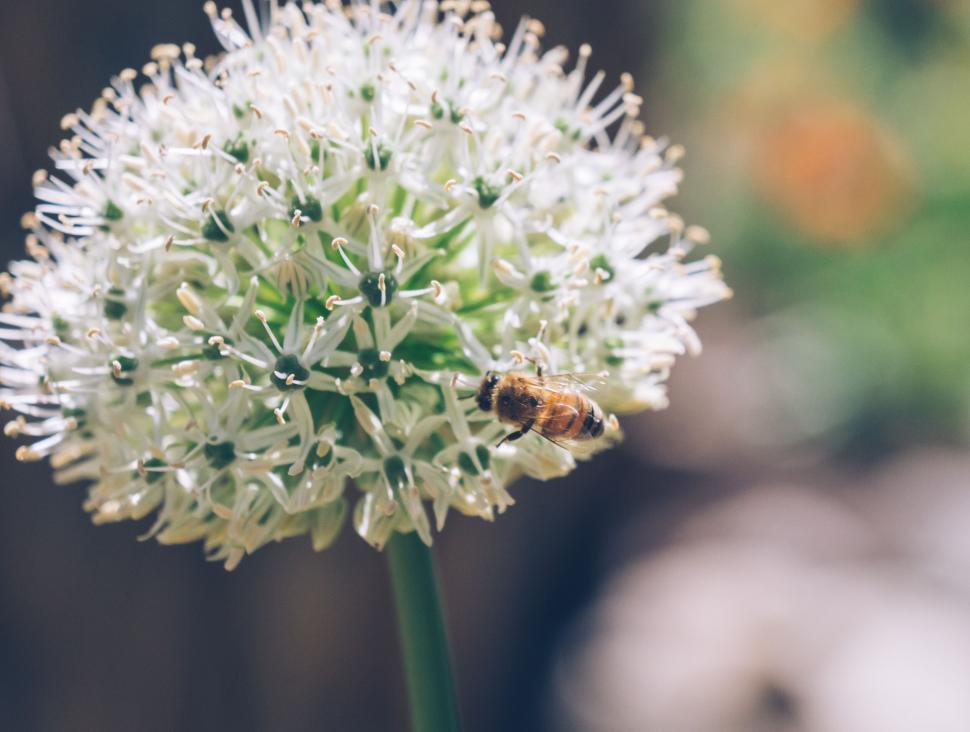 Free Image of A bee on a flower 