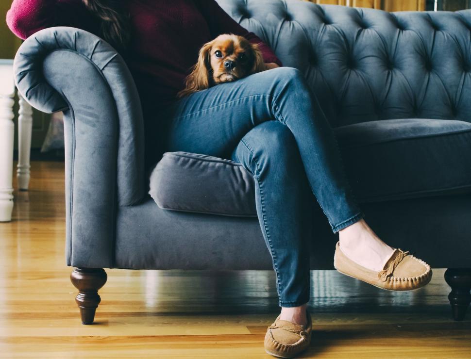 Free Image of A dog lying on a person s lap 