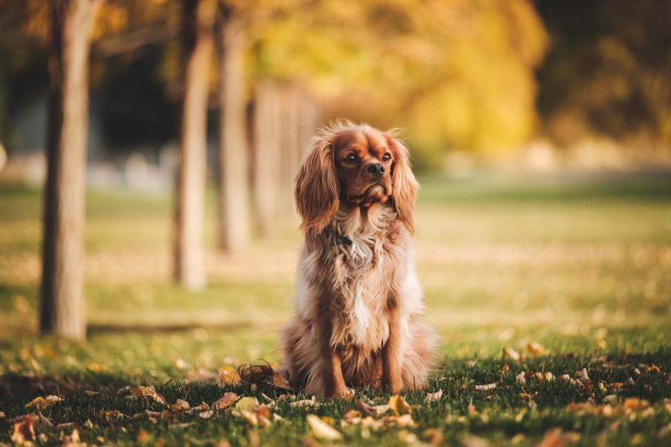 Free Image of A dog sitting in the grass 
