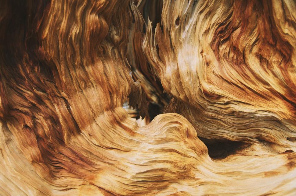 Free Image of A close up of a tree 