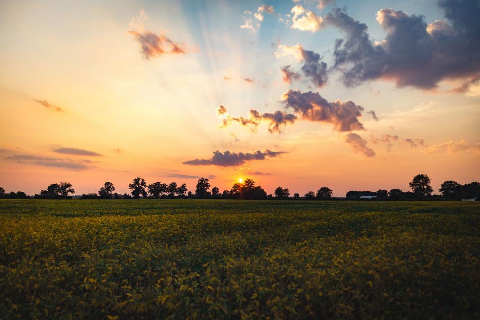 Free Image of A field of flowers with trees in the background 
