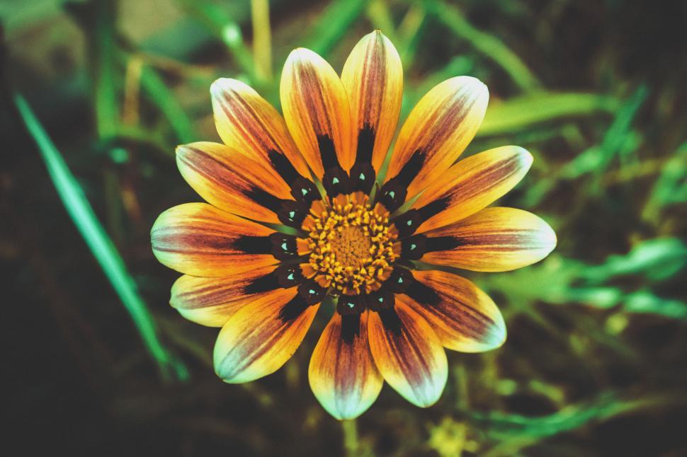 Free Image of A close up of a flower 